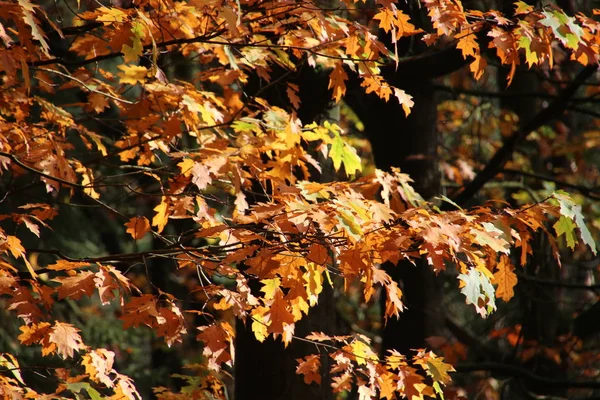 Πολύχρωμα Φύλλα Διάφορα Χρώματα Κατά Διάρκεια Της Φθινοπωρινής Περιόδου Στην — Φωτογραφία Αρχείου
