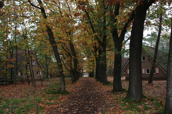 Hollanda Nın Veluwe Bölgesinde Sonbahar Mevsimi Boyunca Çeşitli Renklerde Yapraklar — Stok fotoğraf