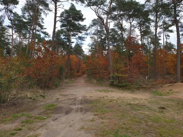 Colorful Leaves Several Colors Autumn Season Veluwe Area Netherlands — 스톡 사진