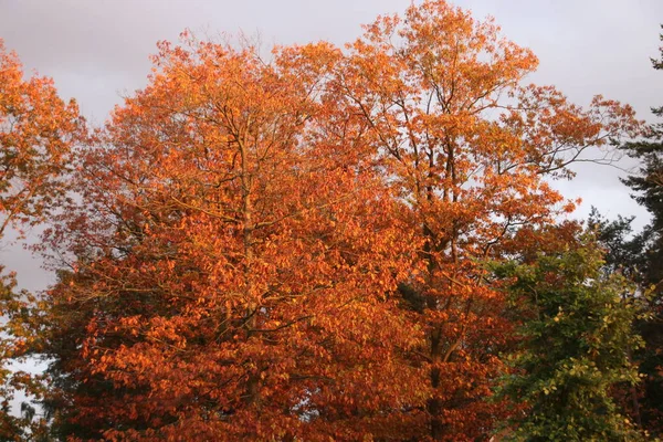 Πολύχρωμα Φύλλα Διάφορα Χρώματα Κατά Διάρκεια Της Φθινοπωρινής Περιόδου Στην — Φωτογραφία Αρχείου