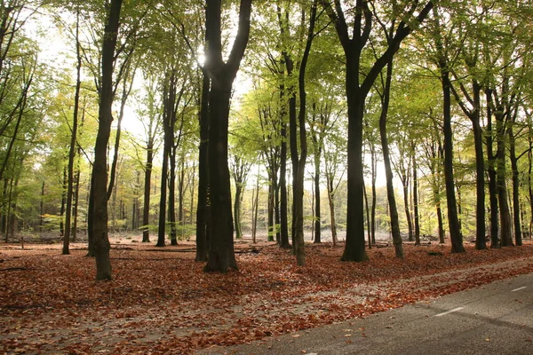 Feuilles Colorées Plusieurs Couleurs Pendant Saison Automne Sur Région Veluwe — Photo