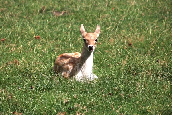 Cerf Sur Herbe Soleil Dans Une Ferme Pour Enfants Aux — Photo