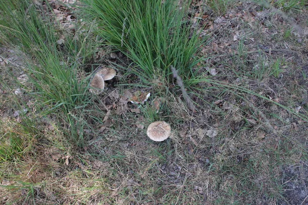 位于Gelderland的Veluwe森林的蘑菇 秋天被命名为Brittlegills或Russula Ochroleuca — 图库照片