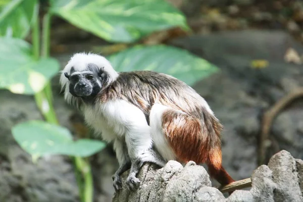 Tamarín Algodón Zoológico Rotterdam Blijdorp Los Países Bajos — Foto de Stock