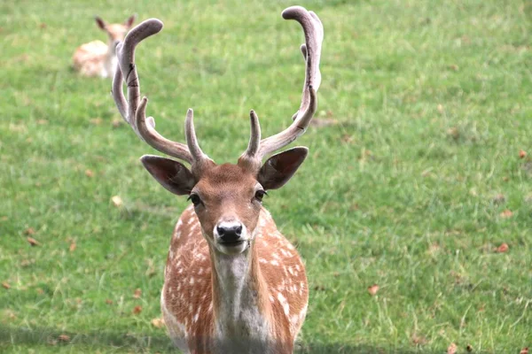 Stag Antlers Sun Children Farm Netherlands — Stock Photo, Image