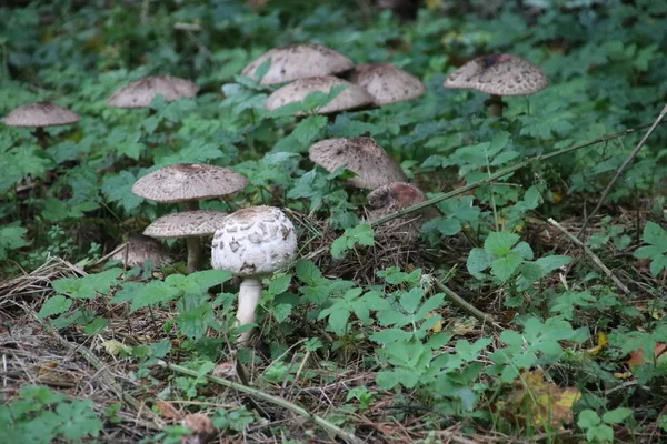 蘑菇在秋天的时候在Gelderland的Veluwe森林里被命名为Macrolepiota Procera 即寄生蘑菇 — 图库照片