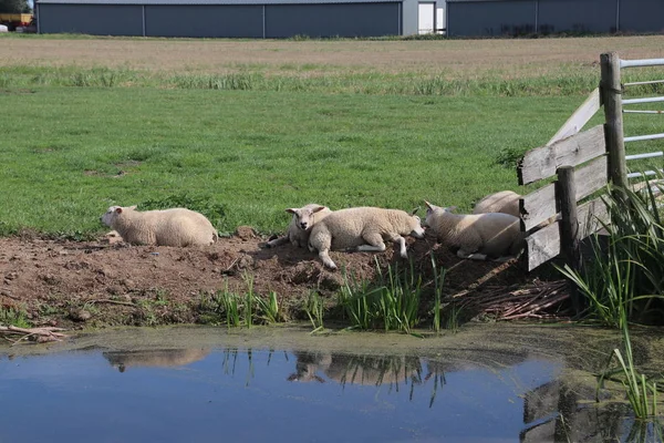 オランダのMoordrechtの牧草地で水に沿って敷設された怠惰な羊 — ストック写真