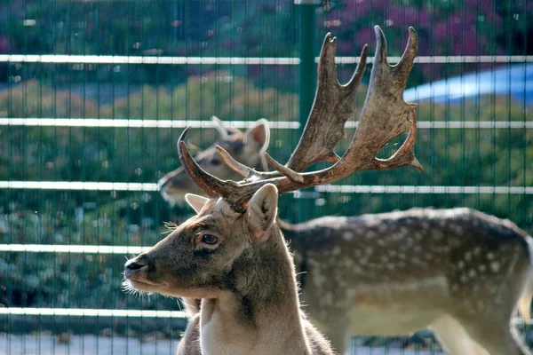 Stag Antlers Sun Children Farm Netherlands — Stock Photo, Image