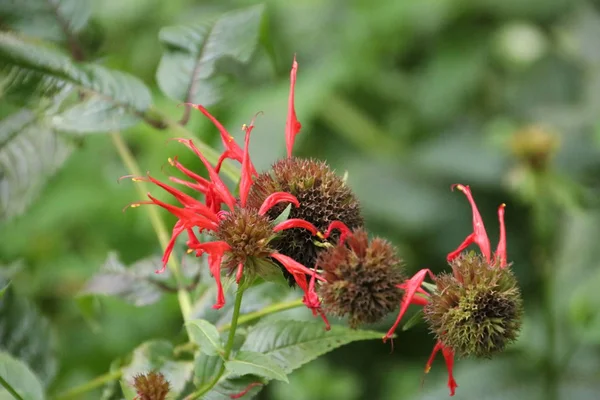 Rote Scharlachrote Biene Einem Garten Den Niederlanden — Stockfoto