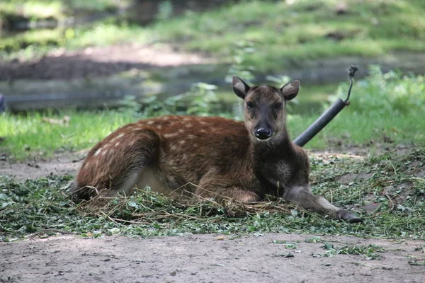 Deer Lying Rotterdam Blijdorp Zoo Netherlands — 스톡 사진