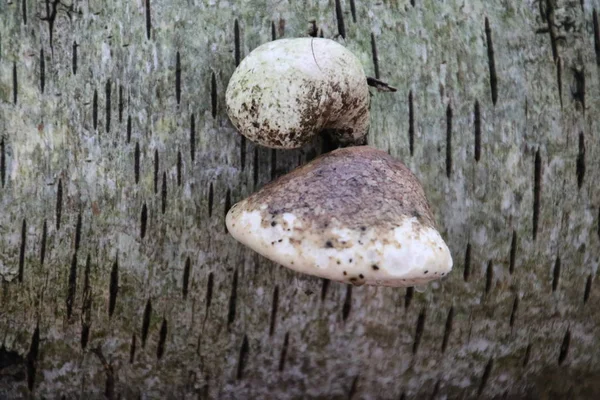 Cogumelo Durante Temporada Outono Floresta Veluwe Gelderland Chamado Fomes Fomentarius — Fotografia de Stock