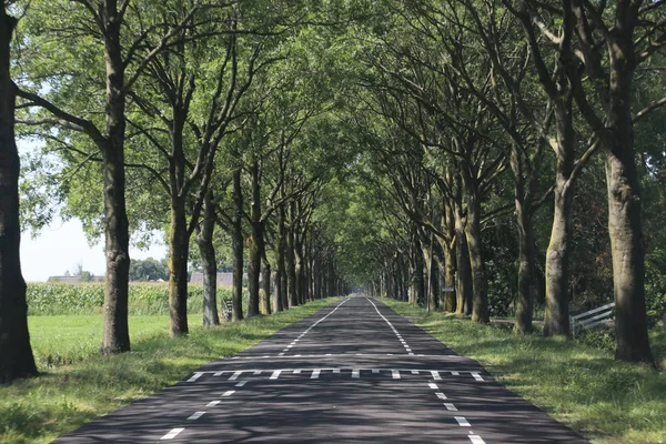 Droga Krajowa Rzędami Topoli Obu Stronach Boskoop Holandii — Zdjęcie stockowe