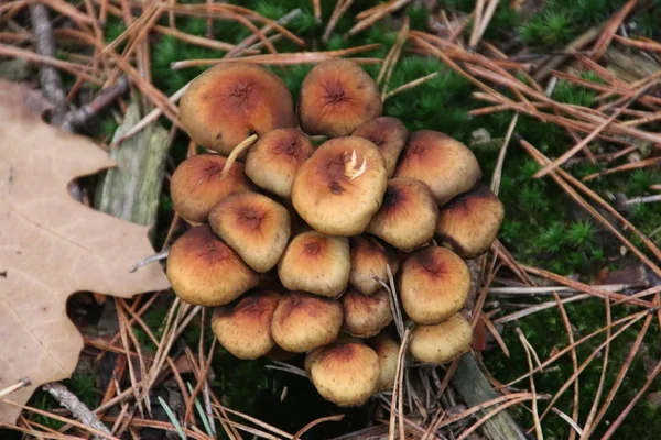 Champiñones Durante Temporada Otoño Bosque Veluwe Güeldres Llamado Matorral Supfur —  Fotos de Stock