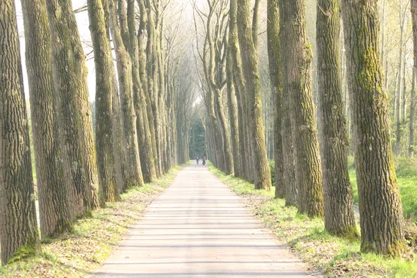 Route Campagne Avec Rangées Peupliers Parc Hitland Aux Pays Bas — Photo