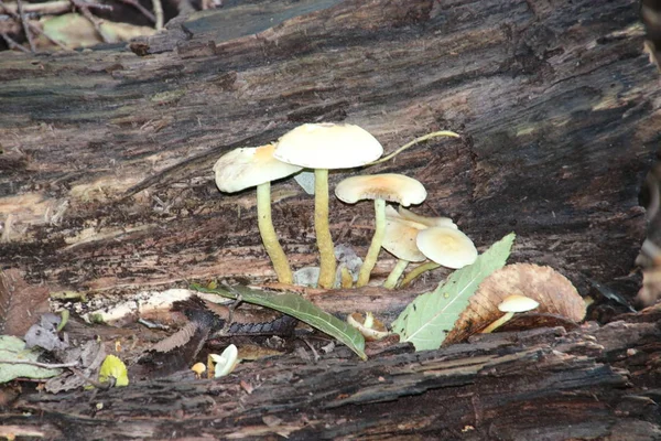 Fungo Collybia Amanitae Nella Foresta Veluwe Nei Paesi Bassi — Foto Stock