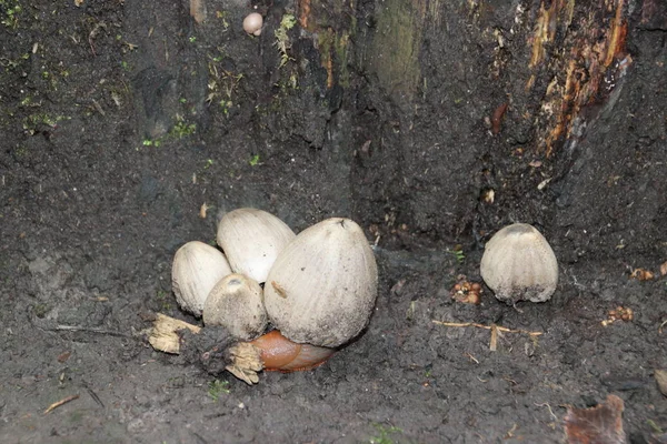 Pilz Während Der Herbstsaison Auf Dem Veluwe Wald Gelderland Namens — Stockfoto