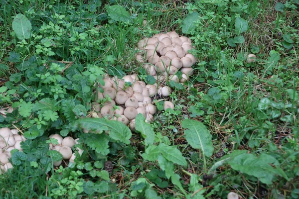 Champignon Pendant Saison Automne Sur Forêt Veluwe Gueldre Nommé Handkea — Photo