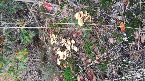 Грибы Течение Осеннего Сезона Велюве Гелдерланде Называют Хрящи Russula Ochroleuca — стоковое фото