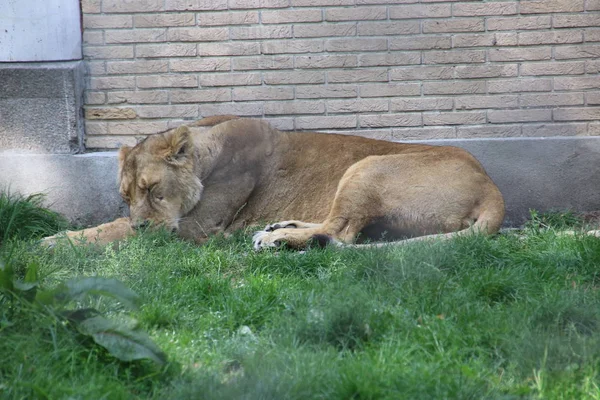 Löwenweibchen Rotterdam Blijdorp Zoo Den Niederlanden — Stockfoto