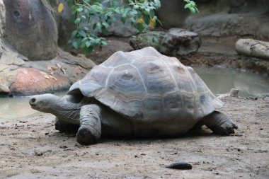 Hollanda 'daki Rotterdam Blijdorp Hayvanat Bahçesi' nde dev kaplumbağa.