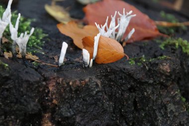 Gelderland 'daki Veluwe Ormanı' nda sonbahar mevsiminde Xylaria hipoksilon ya da şamdan mantarı adı verilen mantar.
