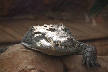 Crocodile on a rock in the Rotterdam Blijdorp Zoo in the Netherlands clipart