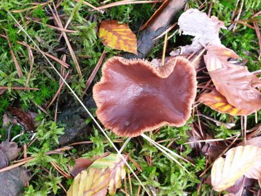 Gelderland 'deki Veluwe ormanında sonbahar sezonu boyunca Leccinum scabrum ya da huş ağacı adı verilen mantar mantarı.