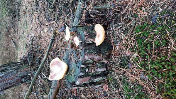 Champignon Pendant Saison Automne Sur Forêt Veluwe Gueldre Nommé Brittlegills — Photo