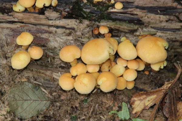 Grzyby Sezonie Jesiennym Lesie Veluwe Gelderland Nazwie Hypholoma Faszciculare Powszechnie — Zdjęcie stockowe