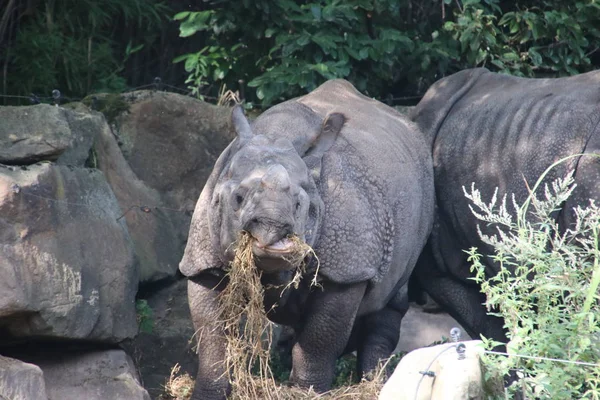 Носорог Ест Сено Зоопарке Роттердама Блийдорпа Нидерландах — стоковое фото