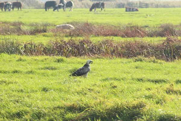 Brauner Mäusebussard Auf Einer Wiese Park Hitland Nieuwerkerk Aan Den — Stockfoto