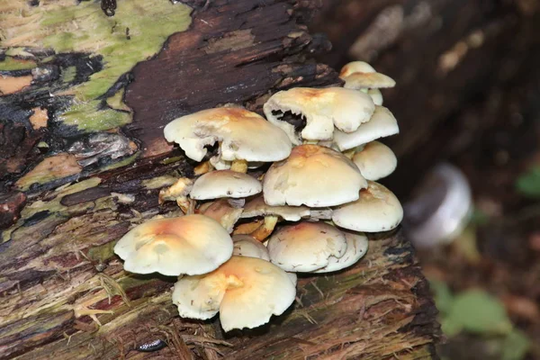 Gelderland Veluwe Erdejében Őszi Évszakban Gomba Neve Hypholoma Fasciculare Közismert — Stock Fotó