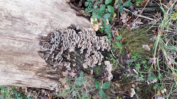 Gelderland Deki Veluwe Ormanında Sonbahar Sezonu Boyunca Mantar Trametes Versicolor — Stok fotoğraf