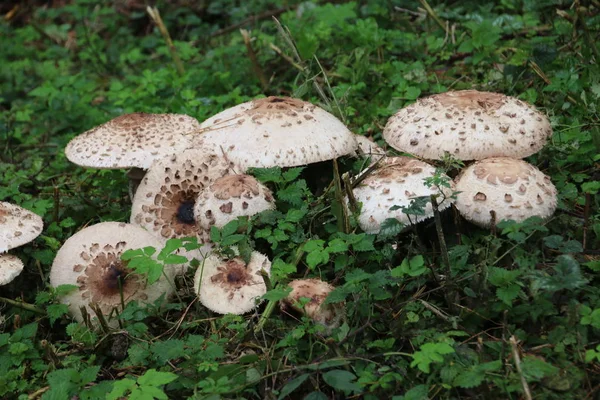 Cogumelo Durante Temporada Outono Floresta Veluwe Gelderland Chamado Procera Macrolepiota — Fotografia de Stock