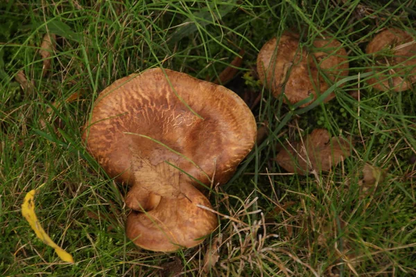Mushroom Autumn Season Veluwe Forest Gelderland Named Leccinum Scabrum Birch — Stock Photo, Image