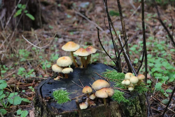 Fungo Durante Stagione Autunnale Nella Foresta Veluwe Gelderland Chiamato Hypholoma — Foto Stock