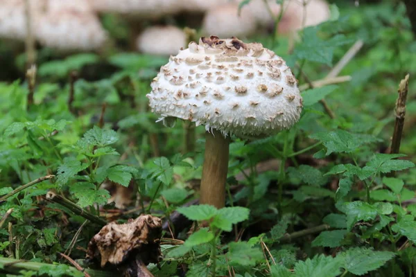 Gelderland Daki Veluwe Ormanı Nda Sonbahar Sezonu Boyunca Mantar Adı — Stok fotoğraf