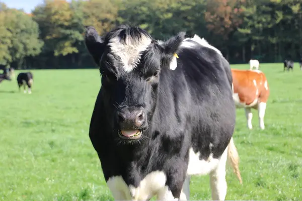 Tête Vache Fritsienne Noire Blanche Regardant Caméra Pré Aux Pays — Photo