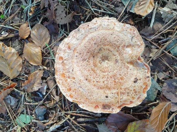 Ciuperci Timpul Sezonului Toamnă Pădurea Veluwe Din Gelderland Numită Leccinum — Fotografie, imagine de stoc