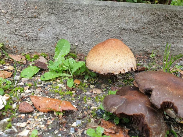 Ciuperci Timpul Sezonului Toamnă Pădurea Veluwe Din Gelderland Numită Hypholoma — Fotografie, imagine de stoc