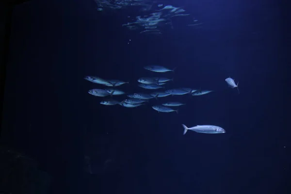 Vissen Een Aquarium Rotterdamse Blijdorp Zoo — Stockfoto