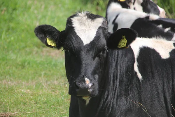 Vaca Frita Negra Blanca Prado Oldebroek Países Bajos —  Fotos de Stock