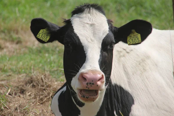 オランダのOldebroekの牧草地で黒と白のフリジア牛 — ストック写真