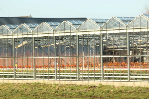 Gewächshaus Nieuwerkerk Aan Den Ijssel Den Niederlanden Mit Allen Farben — Stockfoto