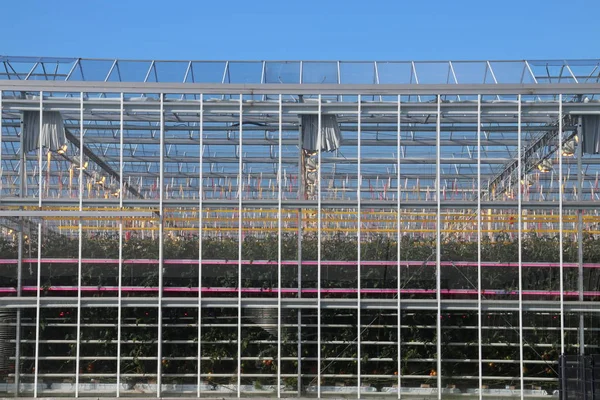 Invernadero Moerkapelle Con Plantas Llenas Tomate Los Países Bajos — Foto de Stock