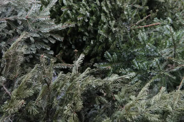 Christmas Trees Waiting Mechanical Destruction Children Brougth Municipality — Stock Photo, Image