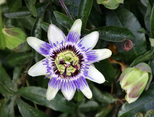 Purple White Flower Head Passionflower Vogel Garden Harde Netherlands — Stock Photo, Image