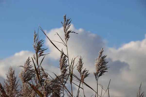 Vass Blad Färgade Solljus Med Blå Himmel Och Vita Moln — Stockfoto