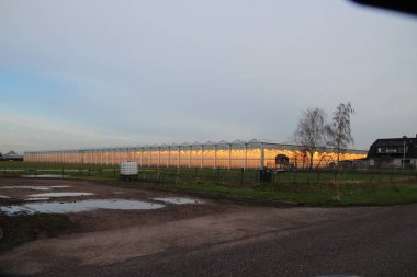 Gülleri daha hızlı büyütmek için turuncu ışıklı sera