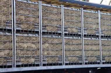 Chickens are waiting in cage for transport to be brought to the halal slaughterhouse in Zevenhuizen clipart